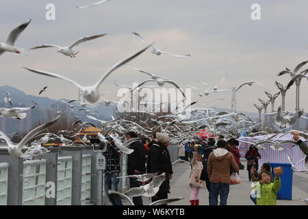 Un grand nombre de mouettes à tête noire mouche près le lac Dianchi à Kunming city, dans le sud-ouest de la province chinoise du Yunnan, le 13 janvier 2018. Plusieurs têtes noires Banque D'Images