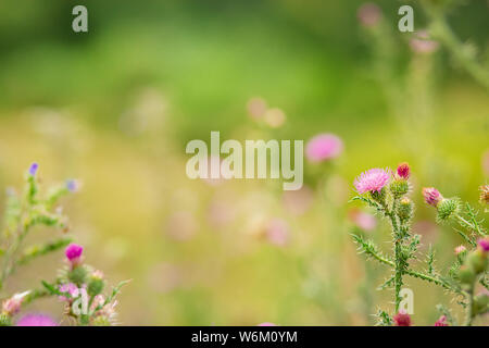 Cirsium vulgare, chardon commun, chardon des champs, le bovin, chardon de Pitcher plante courte, avec des ailes piquantes les tiges et les feuilles, rose-mauve de capitules sur Banque D'Images