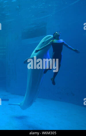 Un gardien danse avec un béluga sous l'eau au cours d'une performance à l'Haichang Ocean park dans la ville de Chengdu, dans le sud-ouest de la province chinoise du Sichuan, 8 Banque D'Images