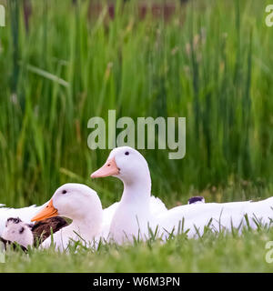 Carré blanc et brun vert vif canards contre graminées et étang brillant avec pont Banque D'Images