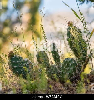 Cactus carrés avec de fines des pics soudains prospérant dans le désert vue sur une journée ensoleillée Banque D'Images