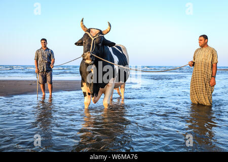 Salalah, Oman, le 28 mai 2016 : Les hommes sont le bain à un taureau à une plage à Salalah, Oman Banque D'Images