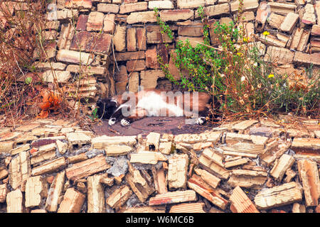 Vue d'un chat dormant sur mur de brique en journée chaude Banque D'Images