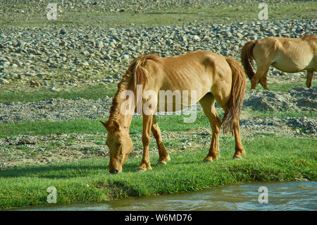 Chevaux près de la rivière, dans la province de Khovd Mongolie occidentale.Mankhan, Banque D'Images