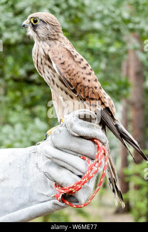 Kestrel perché sur le gant d'un faucon handler, Falco tinnunculus Banque D'Images