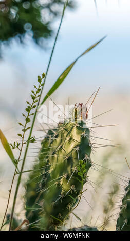 Cactus Vert vertical mince avec des pics soudains contre un arrière-plan flou et ensoleillée