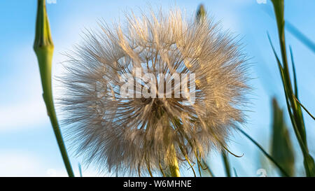 Close up d'un pissenlit vert blanc contre les graminées et fond de ciel brouillé Banque D'Images