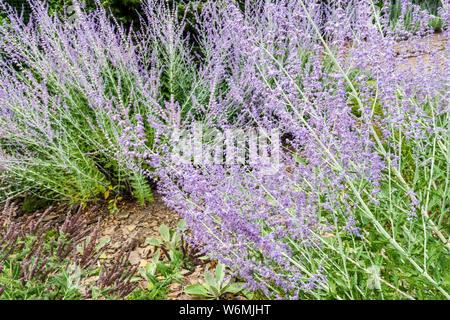 Perovskia Blue spire, des fleurs de jardin Banque D'Images