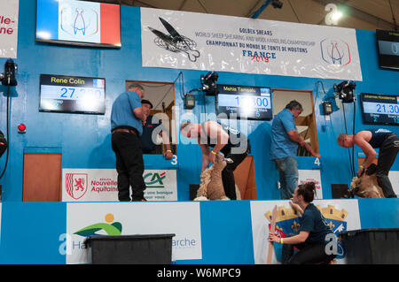 Championnats du Monde France 2019 Tonte Banque D'Images