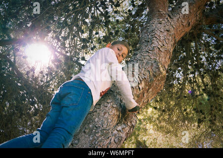 Jeune garçon escalade sur big pine tree à la recherche à l'appareil photo Banque D'Images