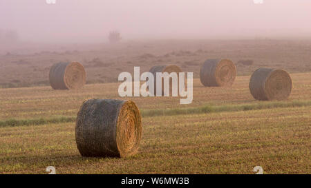 Groupe des bottes de foin dans le brouillard au petit matin éclairé par la lumière de l'aube sur un nouveau jour Banque D'Images