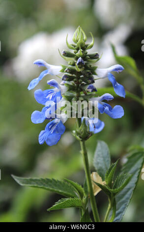 La belle fleur bleu vif de la salvia uliginosa également connu sous le nom de bog sage. Banque D'Images
