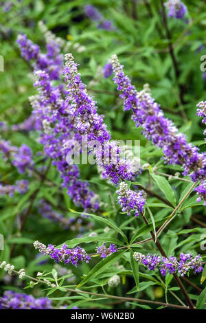 Vitex, Vitex agnus-castus, fleurs bleues en juin jardin Banque D'Images