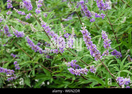 Vitex, Vitex agnus-castus, la floraison des arbustes de jardin Banque D'Images