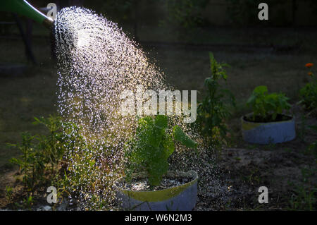 Arroser les jeunes plants. L'eau de l'arrosoir irrigue la plante en pot recyclé. Banque D'Images