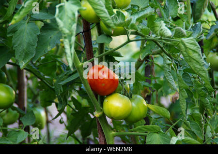 Les tomates biologiques l'agriculture dans le jardin. L'écologie et la santé - la culture de légumes. Scène rurale. Banque D'Images