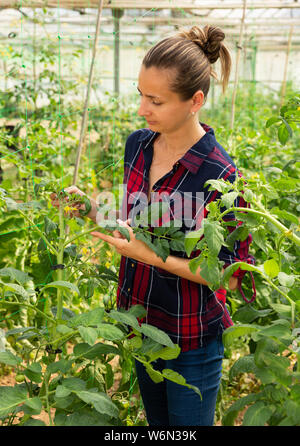 Woman farmer working in hothouse, fixant les plants de tomates sur le soutien à la compensation Banque D'Images