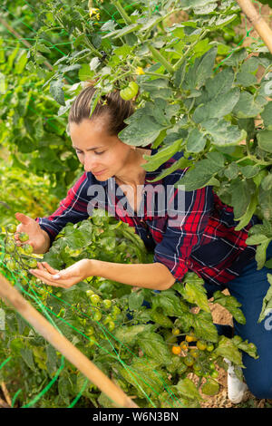 La réussite de l'examen de l'agricultrice récolte de tomates en serre tout en faisant du jardinage Banque D'Images