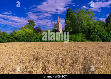 Photographie de paysage clocher d'église à travers les arbres au loin avec champ de blé à l'avant Banque D'Images