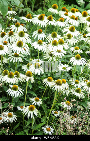 Coneflower blanc Echinacea purpurea 'Alba', fleurs de jardin dans le lit de fleurs de jardin d'été coneflowers blancs Echinacea purpurea blanc Banque D'Images