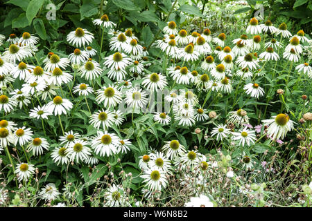 White coneflowers, Echinacea purpurea 'Alba' vivace, plantes de jardin jardin d'été en bordure de lit Banque D'Images