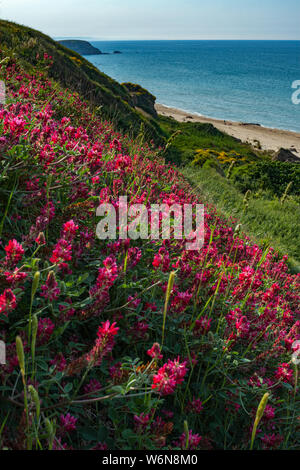 Floraison abondante de Hedysarum coronarium L. sur les dunes de Punta Aderci.Réserve naturelle régionale de Punta Aderci, Abruzzes, Italie, Europe Banque D'Images