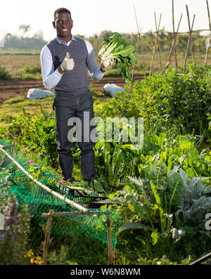 Portrait of happy Afro-américain up, satisfait de la récolte de la bette cultivée à son exploitation Banque D'Images