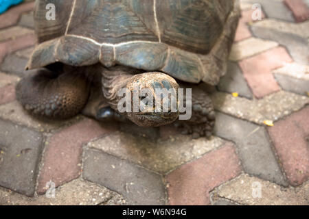 Portrait géant des tortues des Seychelles près de l'île de la prison de Zanzibar Banque D'Images