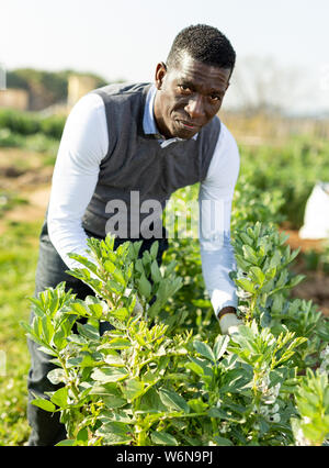 Jardinier amateur afro-américains engagés dans la culture des légumes biologiques, contrôle de buissons de légumineuses Banque D'Images