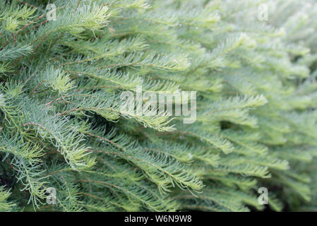 Brindilles d'épinette vert macro gouttes avec de l'eau Banque D'Images