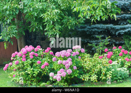 Hydrangea macrophylla hortensia, fleurs roses en jardin d'été Banque D'Images