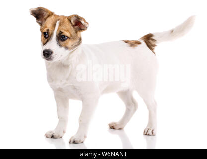 Drôle chiot se tient sur le côté. Isolé sur fond blanc Banque D'Images