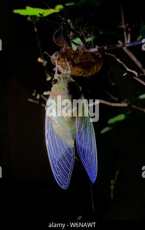 (190802) -- BEIJING, 2 août 2019 (Xinhua) -- Mobile photo montre une cigale parfumée au parc des Collines à Beijing, capitale de Chine, le 26 juillet 2019. Au programme, Safari de nuit à collines odorantes, est une science naturelle offert par une société basée à Beijing. Il comprend des conférences scientifiques, camping, visites de nuit. (Xinhua/Wei Mengjia) Banque D'Images