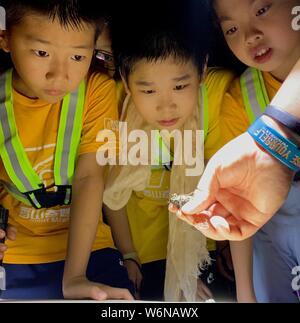 (190802) -- BEIJING, 2 août 2019 (Xinhua) -- Mobile photo montre les enfants regardant une cigale parfumée au parc des Collines à Beijing, capitale de Chine, le 26 juillet 2019. Au programme, Safari de nuit à collines odorantes, est une science naturelle offert par une société basée à Beijing. Il comprend des conférences scientifiques, camping, visites de nuit. (Xinhua/Wei Mengjia) Banque D'Images