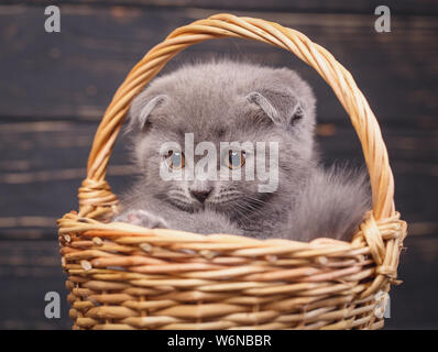 Scottish Fold chaton. Le chaton se tourne vers la gauche Banque D'Images