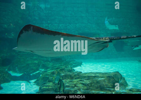 Orlando, Floride. Le 25 juillet 2019. Big Manta Ray dans l'Aquarium à Seaworld. Banque D'Images