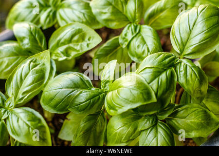 Les plantes de basilic, de plus en plus vue d'en haut. Le jardinage, le vert frais, cuisine italienne. Banque D'Images