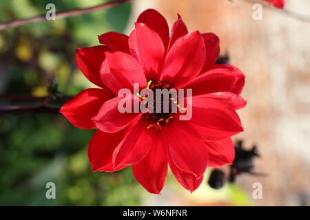 Rouge 'évêque d'Auckland' Dahlia close up Banque D'Images