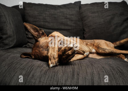 Brown dog on sofa mignon Banque D'Images