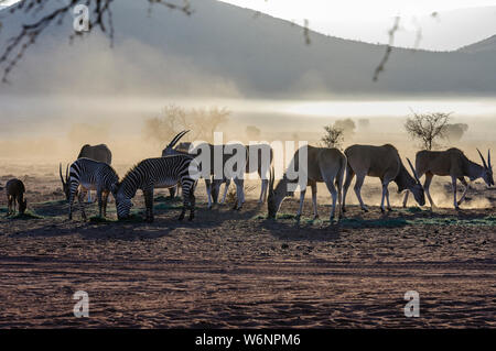 Common Duiker, mountain zebra, élands et mange de l'herbe tôt le matin dans le désert du Namib, Namibie Banque D'Images