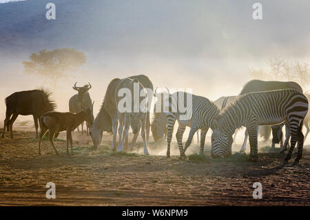 Common Duiker, mountain zebra, gnous bleus et des élans mangent de l'herbe tôt le matin dans le désert du Namib, Namibie Banque D'Images