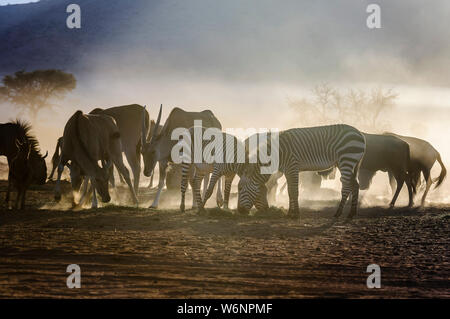 Common Duiker, mountain zebra, gnous bleus et des élans mangent de l'herbe tôt le matin dans le désert du Namib, Namibie Banque D'Images