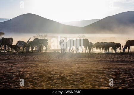 Common Duiker, mountain zebra, gnous bleus et des élans mangent de l'herbe tôt le matin dans le désert du Namib, Namibie Banque D'Images