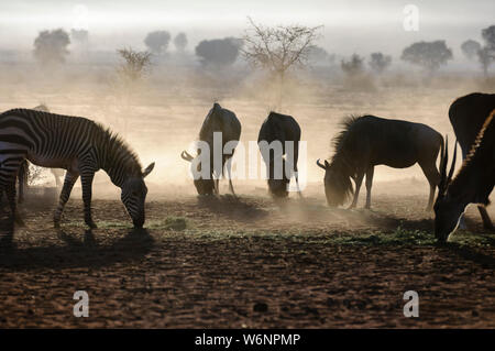 Eland, mountain zebra et le gnou bleu mange de l'herbe tôt le matin dans le désert du Namib, Namibie Banque D'Images