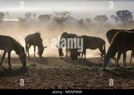 Eland, mountain zebra et le gnou bleu mange de l'herbe tôt le matin dans le désert du Namib, Namibie Banque D'Images