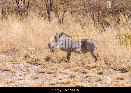 Commune mâle phacochère, Etosha National Park, Namibie Banque D'Images