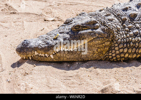 Dents et chef d'un Crocodile du Nil (Crocodylus niloticus), Namibie Banque D'Images