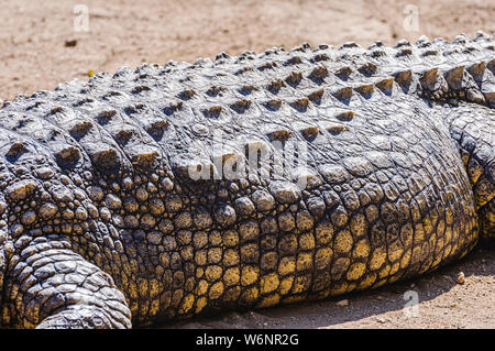 Les ostéodermes sur les véhicules blindés de peau sur le dos d'un Crocodile du Nil (Crocodylus niloticus) Banque D'Images