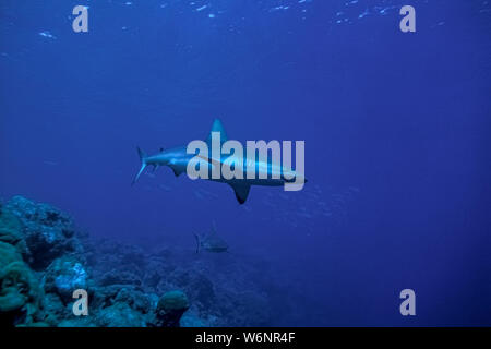 L'île de Yap Micronésie requins gris de récif Banque D'Images