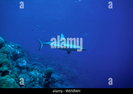 L'île de Yap Micronésie requins gris de récif Banque D'Images